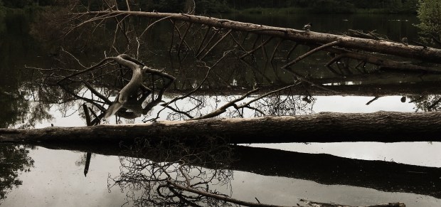 Franziska Hauser - Die Gewitterschwimmerin