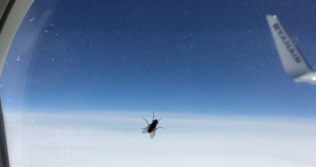 Norbert Gstrein - Die kommenden Jahre