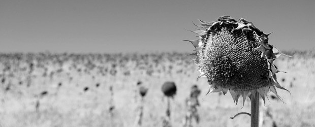 Robert Seethaler - Das Feld